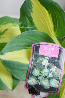 ۥ졼ȥڥơ󥺡淿ʼɥǥ˷礫ʤʥܥ