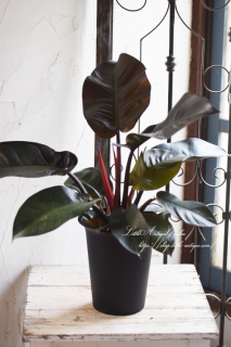 եǥɥ󡦥֥åǥʥ롡ùդäѤ¥åտʪ<img class='new_mark_img2' src='https://img.shop-pro.jp/img/new/icons3.gif' style='border:none;display:inline;margin:0px;padding:0px;width:auto;' />