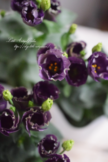 ȥ륳祦֥ץåΡץ롼ή̴ǽʥȥ륳祦<img class='new_mark_img2' src='https://img.shop-pro.jp/img/new/icons3.gif' style='border:none;display:inline;margin:0px;padding:0px;width:auto;' />