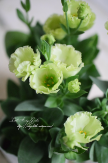 ȥ륳祦֥ץåΡ饤ή̴ǽʥȥ륳祦<img class='new_mark_img2' src='https://img.shop-pro.jp/img/new/icons3.gif' style='border:none;display:inline;margin:0px;padding:0px;width:auto;' />