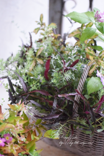 C.Sͥ LittleAntiqueGarden󤻿㥶