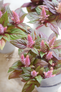 ȥʥˡޡȥåޥƥ<br>Ƽդˤԥ󥯤ʬǤޤ<img class='new_mark_img2' src='https://img.shop-pro.jp/img/new/icons3.gif' style='border:none;display:inline;margin:0px;padding:0px;width:auto;' />