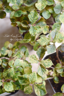 ƥʥƥʥƥʥ󥻥ˡ֥ĥ顦ޡ꡼ס<img class='new_mark_img2' src='https://img.shop-pro.jp/img/new/icons3.gif' style='border:none;display:inline;margin:0px;padding:0px;width:auto;' />