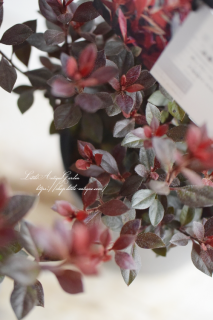 եĥĥ֥åѡСסФƲ줬ʼ<img class='new_mark_img2' src='https://img.shop-pro.jp/img/new/icons3.gif' style='border:none;display:inline;margin:0px;padding:0px;width:auto;' />