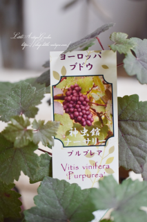 衼åѥΥ֥ɥإץץ쥢١ʥѡץ꡼աѤˤʤޤ♡<img class='new_mark_img2' src='https://img.shop-pro.jp/img/new/icons3.gif' style='border:none;display:inline;margin:0px;padding:0px;width:auto;' />
