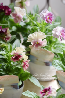 ¤󥪥ꥸʥѥ󥸡Х롼͵Υ֥ꥨޤ줿ʼ<img class='new_mark_img2' src='https://img.shop-pro.jp/img/new/icons3.gif' style='border:none;display:inline;margin:0px;padding:0px;width:auto;' />