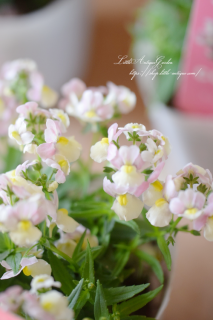 ͥ᥷֥åȥԡ<br>դͥԥ󥯤塼♡<img class='new_mark_img2' src='https://img.shop-pro.jp/img/new/icons3.gif' style='border:none;display:inline;margin:0px;padding:0px;width:auto;' />