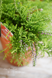 롼ʡ֥ꥢʡԥ󥰡ס롼ʡ<img class='new_mark_img2' src='https://img.shop-pro.jp/img/new/icons3.gif' style='border:none;display:inline;margin:0px;padding:0px;width:auto;' />