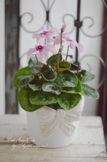 ܥץ󥿡LSäȤץ쥼Ȥ˺Ŭ