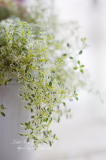 ʼ֥ۥåץ꡼ס⤳⤳ȿ꤬İդ꥿<img class='new_mark_img2' src='https://img.shop-pro.jp/img/new/icons3.gif' style='border:none;display:inline;margin:0px;padding:0px;width:auto;' />