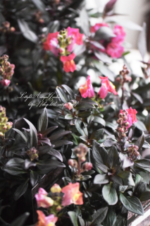 Ƽե󥮥祽֥꡼MIX<br>ݤ󥪥ꥸʥ롡٤ޤ