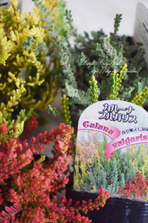 롼ʡ֥륬ꥹMIXꥹޥ꡼ˤ˶顼꡼<img class='new_mark_img2' src='https://img.shop-pro.jp/img/new/icons3.gif' style='border:none;display:inline;margin:0px;padding:0px;width:auto;' />