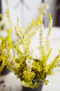 Ȭź餭롼ʡ֥륬ꥹ֥Ρ饤ȡ饤ۥ磻ȡס¿ꥹޥ꡼ˤ˶顼꡼<img class='new_mark_img2' src='https://img.shop-pro.jp/img/new/icons3.gif' style='border:none;display:inline;margin:0px;padding:0px;width:auto;' />