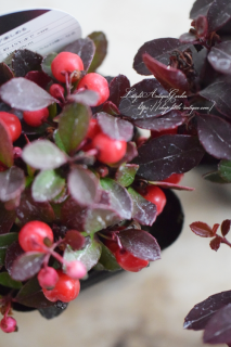 ǥꥢå٥꡼֥㥪٥顦åɡסꥹޥ䤪<img class='new_mark_img2' src='https://img.shop-pro.jp/img/new/icons3.gif' style='border:none;display:inline;margin:0px;padding:0px;width:auto;' />