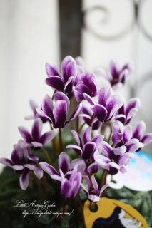 SAMURAIסʥѥԥ󥿥ס˥֥롼Υ󡪡ˤ򤷤<img class='new_mark_img2' src='https://img.shop-pro.jp/img/new/icons3.gif' style='border:none;display:inline;margin:0px;padding:0px;width:auto;' />