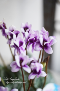 SAMURAIסʥѥԥ֥륿ס˥֥롼Υ󡪡ˤ򤷤<img class='new_mark_img2' src='https://img.shop-pro.jp/img/new/icons3.gif' style='border:none;display:inline;margin:0px;padding:0px;width:auto;' />