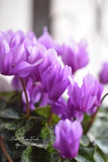 SAMURAIסŷס˥֥롼Υ󡪡ˤ򤷤<img class='new_mark_img2' src='https://img.shop-pro.jp/img/new/icons3.gif' style='border:none;display:inline;margin:0px;padding:0px;width:auto;' />