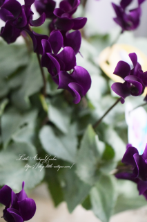 SAMURAIסʷס˥֥롼Υ󡪥С꡼աˤ򤷤<img class='new_mark_img2' src='https://img.shop-pro.jp/img/new/icons3.gif' style='border:none;display:inline;margin:0px;padding:0px;width:auto;' />