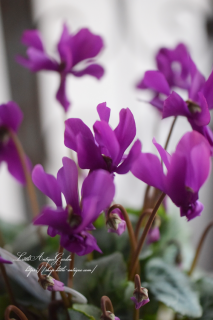 SAMURAIסʹͤĥס˥֥롼Υ󡪡ˤ򤷤<img class='new_mark_img2' src='https://img.shop-pro.jp/img/new/icons3.gif' style='border:none;display:inline;margin:0px;padding:0px;width:auto;' />