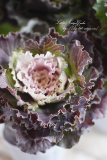 ץߥॢƥղð֥ʥ祳ס祳Υåʥեաǡͥϥܥ󡪾ݥꥸʥ<img class='new_mark_img2' src='https://img.shop-pro.jp/img/new/icons3.gif' style='border:none;display:inline;margin:0px;padding:0px;width:auto;' />