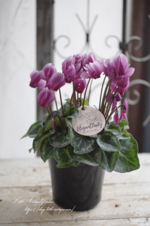 ♡֥쥬ȥǥץǡ󥿥סơ֥ˤ礳Ȥ򤷤4<br>åʤ<img class='new_mark_img2' src='https://img.shop-pro.jp/img/new/icons3.gif' style='border:none;display:inline;margin:0px;padding:0px;width:auto;' />