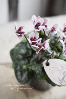 ♡֥쥬ȥǥץѥԥ󥿥סơ֥ˤ礳Ȥ򤷤4<br>åʤ<img class='new_mark_img2' src='https://img.shop-pro.jp/img/new/icons3.gif' style='border:none;display:inline;margin:0px;padding:0px;width:auto;' />