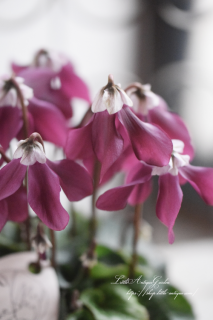 ♡֥쥬ȥǥץġȥ󥫥顼סơ֥ˤ礳Ȥ򤷤4<br>åʤ<img class='new_mark_img2' src='https://img.shop-pro.jp/img/new/icons3.gif' style='border:none;display:inline;margin:0px;padding:0px;width:auto;' />