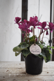 ♡֥쥬ȥǥץΡޥ륿סơ֥ˤ礳Ȥ򤷤4<br>åʤ<img class='new_mark_img2' src='https://img.shop-pro.jp/img/new/icons3.gif' style='border:none;display:inline;margin:0px;padding:0px;width:auto;' />