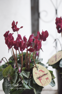 ♡֥ޥ롼סơ֥ˤ礳Ȥ򤷤4<br>磻åɤʼ<img class='new_mark_img2' src='https://img.shop-pro.jp/img/new/icons3.gif' style='border:none;display:inline;margin:0px;padding:0px;width:auto;' />