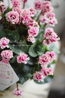 ♡֥ե꡼֡סȤޤݥեȾʤ֤塼♡<img class='new_mark_img2' src='https://img.shop-pro.jp/img/new/icons3.gif' style='border:none;display:inline;margin:0px;padding:0px;width:auto;' />