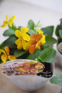 ӥֲ<br>֥饦ؿѤ♡<img class='new_mark_img2' src='https://img.shop-pro.jp/img/new/icons3.gif' style='border:none;display:inline;margin:0px;padding:0px;width:auto;' />