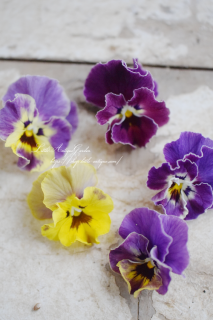 ե餭ӥ֥٥顦<br>ѡץϤΥեӥ顣꤬쥬ȡ<img class='new_mark_img2' src='https://img.shop-pro.jp/img/new/icons3.gif' style='border:none;display:inline;margin:0px;padding:0px;width:auto;' />