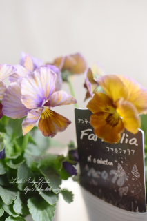 ݤΰӥ♡<br>֥եեꥢNo.78<img class='new_mark_img2' src='https://img.shop-pro.jp/img/new/icons3.gif' style='border:none;display:inline;margin:0px;padding:0px;width:auto;' />