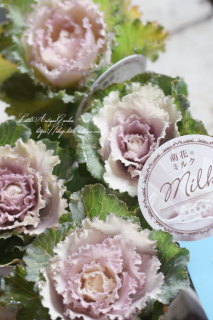 ⥫ϥܥ˨֥ߥ륯סͥߥ륯ԥ󥯤Υǡ󡣤äȥåղð<img class='new_mark_img2' src='https://img.shop-pro.jp/img/new/icons3.gif' style='border:none;display:inline;margin:0px;padding:0px;width:auto;' />