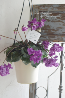 夲ʤ륷֥եסϥ󥮥󥰤˻ΩƤȥ쥬♡޿餯ѡץΥ<img class='new_mark_img2' src='https://img.shop-pro.jp/img/new/icons3.gif' style='border:none;display:inline;margin:0px;padding:0px;width:auto;' />