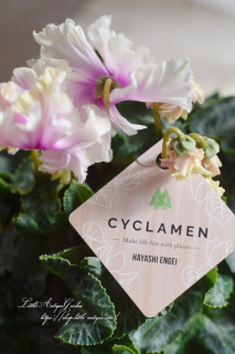 ֥ɡץե󥸺餭濴ԥ󥯤ǥ꡼࿧β֤Ӥ♡<img class='new_mark_img2' src='https://img.shop-pro.jp/img/new/icons3.gif' style='border:none;display:inline;margin:0px;padding:0px;width:auto;' />