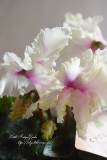 ֥ɡ׼ե󥸺餭濴ԥ󥯤ǥ꡼࿧β֤Ӥ♡<img class='new_mark_img2' src='https://img.shop-pro.jp/img/new/icons3.gif' style='border:none;display:inline;margin:0px;padding:0px;width:auto;' />