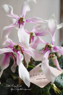 ֥ɡץ塼餭濴ԥ󥯤ǥ꡼࿧β֤Ӥ♡<img class='new_mark_img2' src='https://img.shop-pro.jp/img/new/icons3.gif' style='border:none;display:inline;margin:0px;padding:0px;width:auto;' />