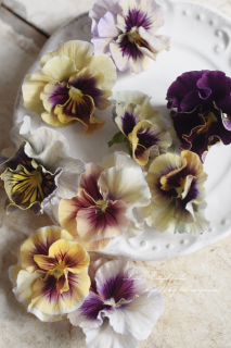 ѥ󥸡֥ޥꡦޥ<br>ΤΤСΤ륢ƥʲİ餷ѥ󥸡<img class='new_mark_img2' src='https://img.shop-pro.jp/img/new/icons3.gif' style='border:none;display:inline;margin:0px;padding:0px;width:auto;' />