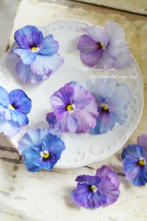 ѥ󥸡֥17ʥ륻֥ƥˡ<br>ΤΤСǡΥѥ󥸡<img class='new_mark_img2' src='https://img.shop-pro.jp/img/new/icons3.gif' style='border:none;display:inline;margin:0px;padding:0px;width:auto;' />