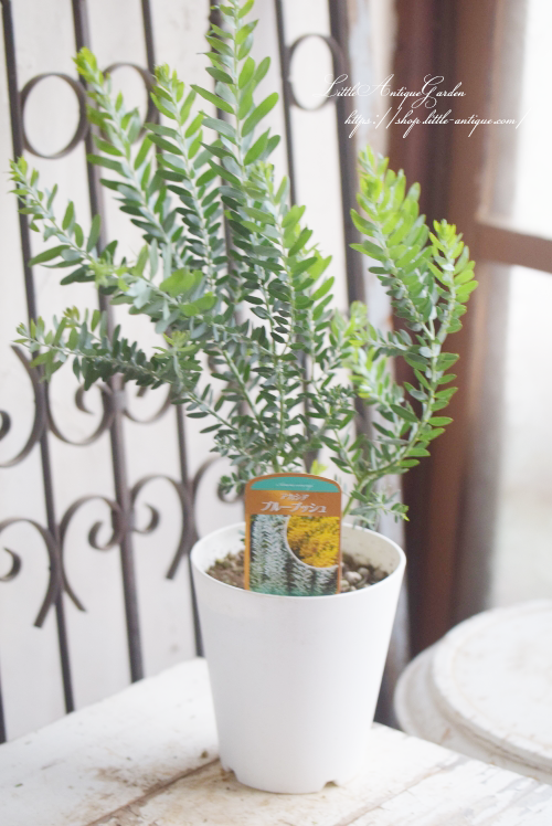 大人気の銀葉アカシア ブルーブッシュ Little Antique リトル アンティーク