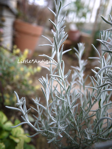 真っ白な葉っぱに紫の花 エレモフィラ ニベア Little Antique リトル アンティーク