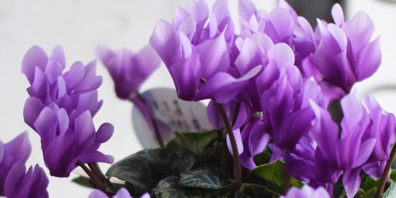 LittleAntiqueGarden～リトルアンティークガーデン～