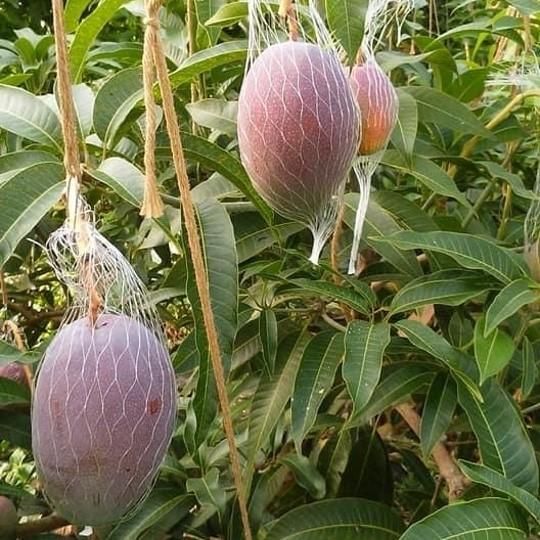 宮崎マンゴー アップルマンゴー 無農薬 苗 楽天市場】【送料無料