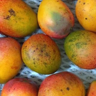 【ワケあり】 無農薬アップルマンゴー1kg量り売り