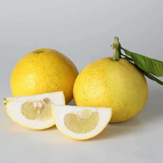 無農薬パール柑 1kg量り売り - Mr.Orange (ミスターオレンジ) 無農薬パール柑 1kg量り売り - Mr.Orange (ミスターオレンジ)