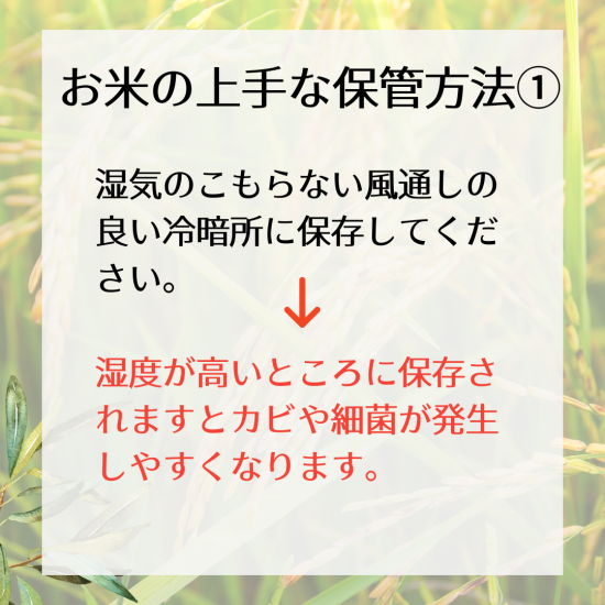 京都丹波産コシヒカリ 令和6年 玄米30Kg 京都丹波産コシヒカリ 令和6年 玄米30Kg