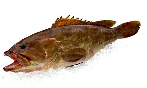 九州の天然クエ（アラ）6-7kg｜-魚のプロ「おぎはら鮮魚店」通販ー博多 