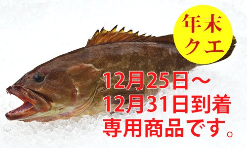 年末・九州の天然クエ（アラ）4-5kg／12月25日-31日到着｜-魚のプロ ...