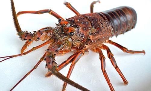 九州の活き天然伊勢エビ 800g前後 魚のプロ おぎはら鮮魚店 通販ー博多で130年